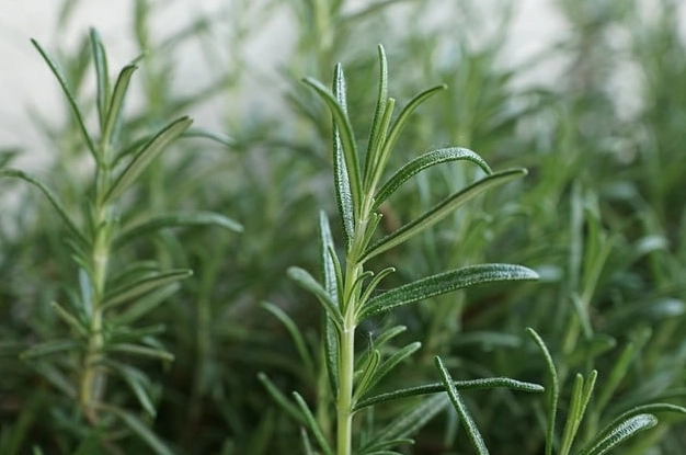 rosemary ground cover