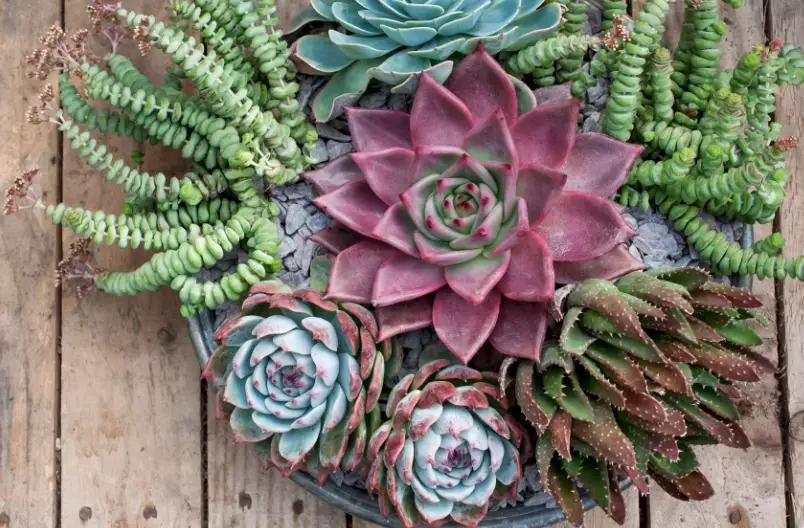 how to plant succulents