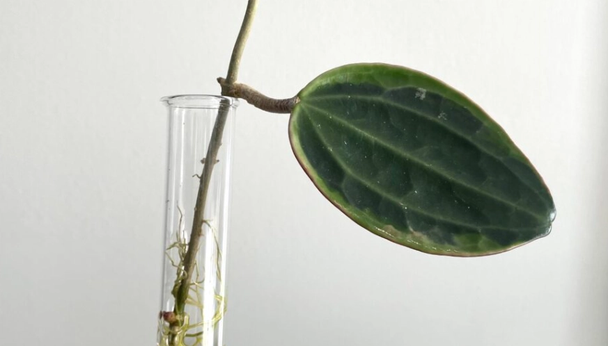 propagate hoya plant