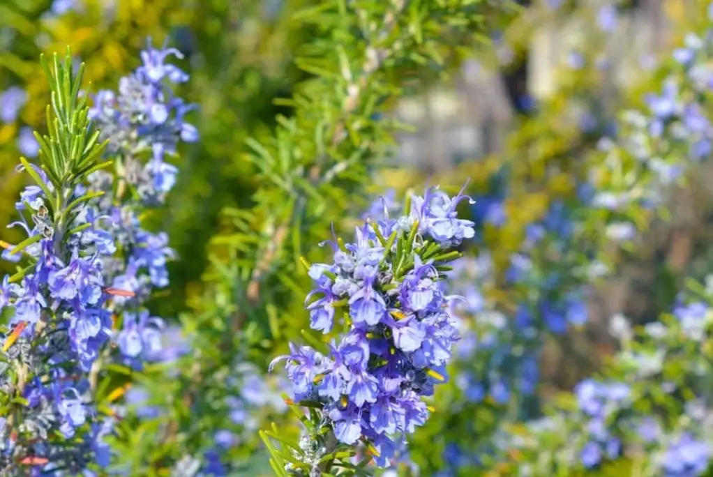 rosemary green paint color