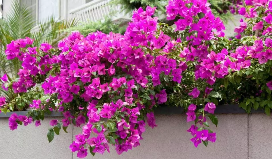 bougainvillea care