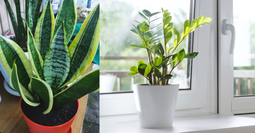 low light houseplants