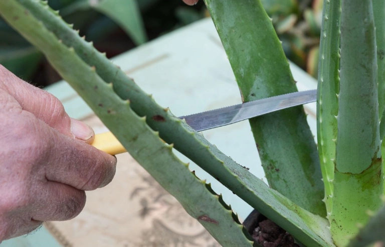 propagate aloe vera