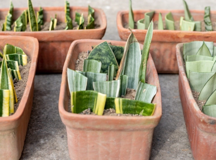 propagate snake plant