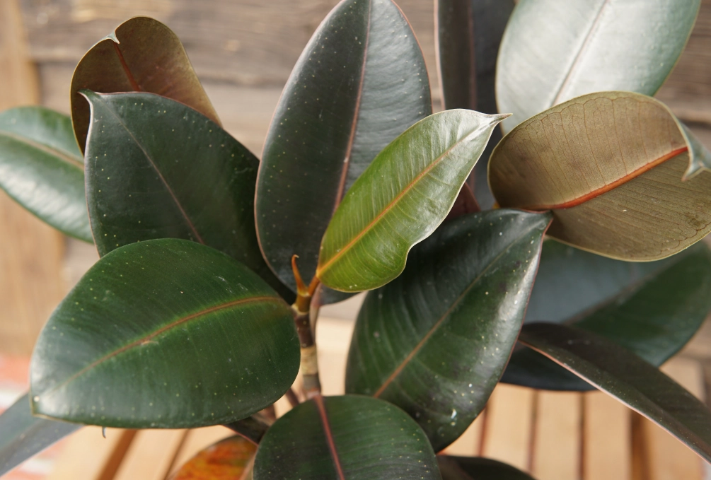 rubber plant care indoor