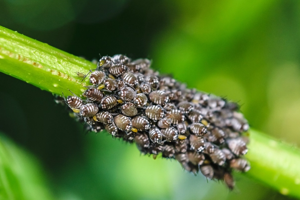 aphid life cycle