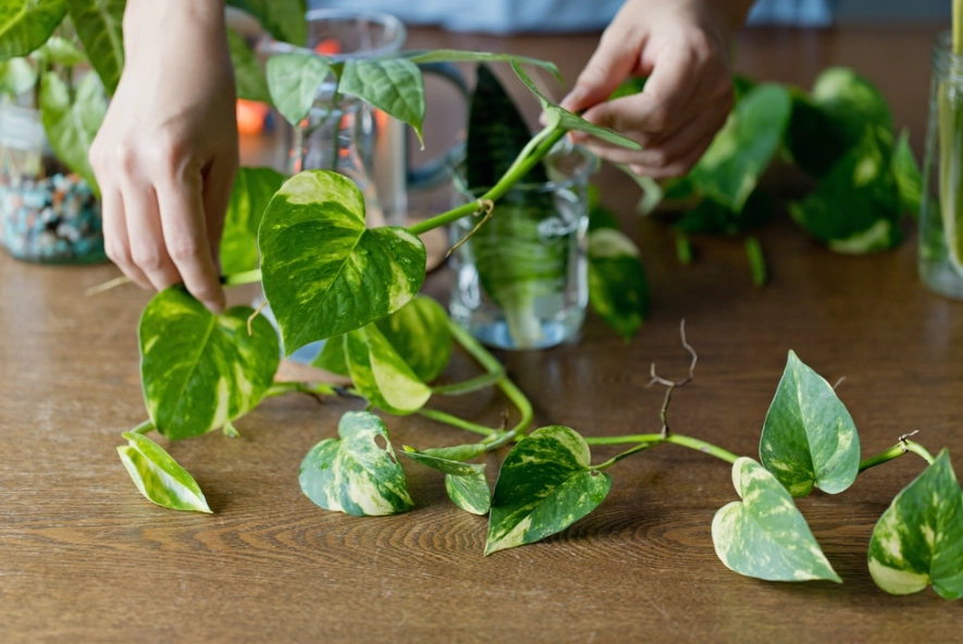 pothos water propagation