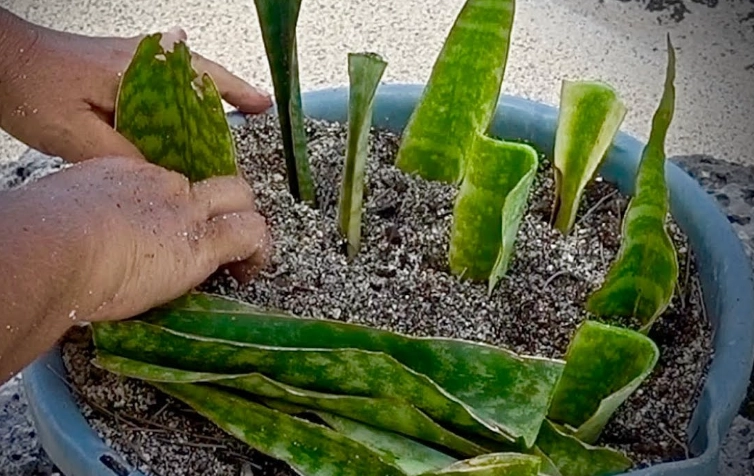 sansevieria leaf cutting