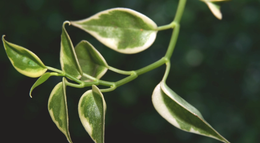 hoya cutting propagation