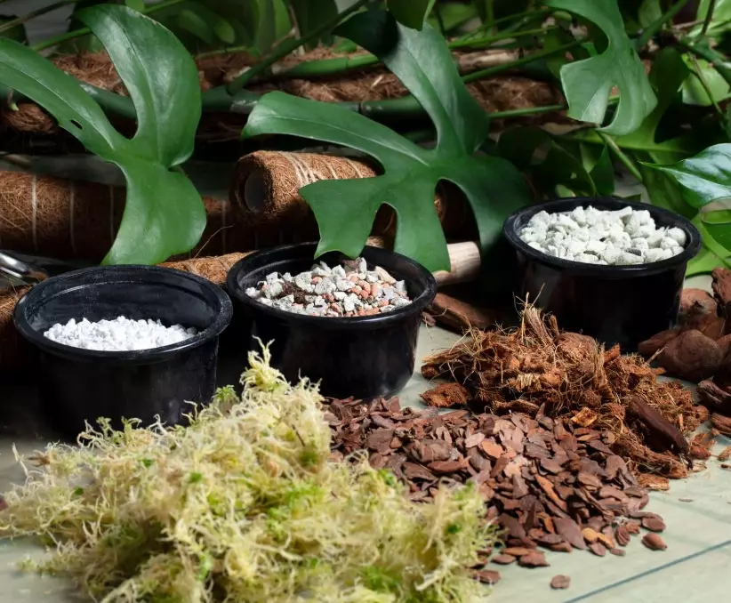 monstera potting mix