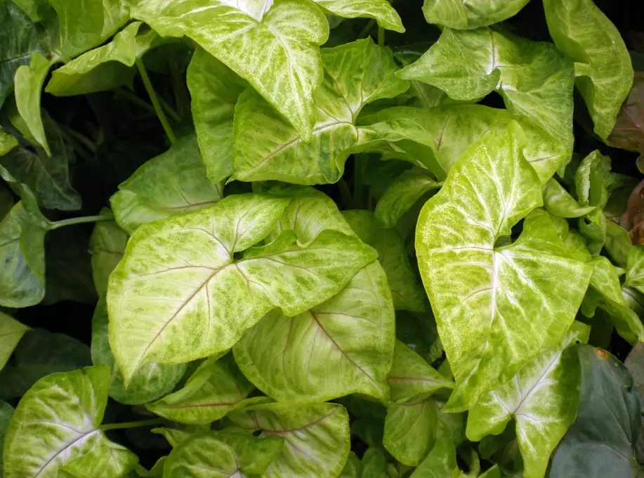 low light houseplants