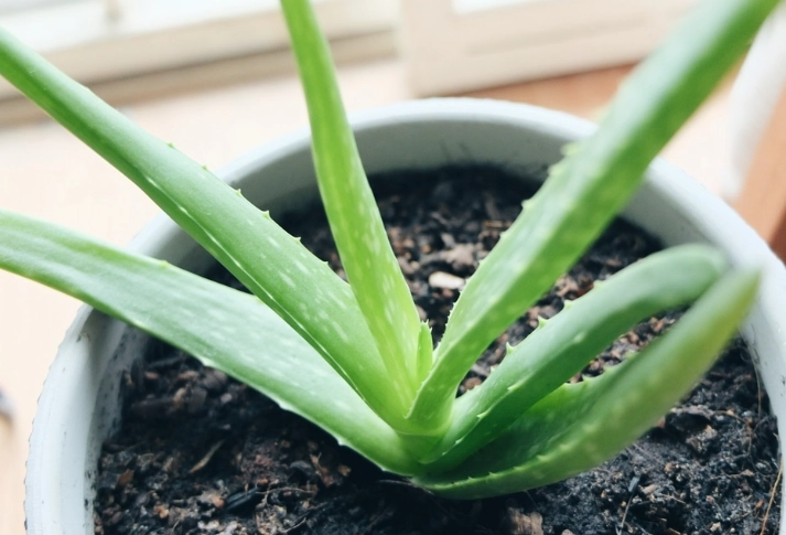 aloe vera plant care