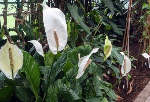 growing peace lilies outside