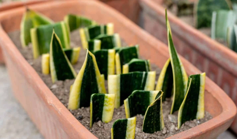 propagate snake plant