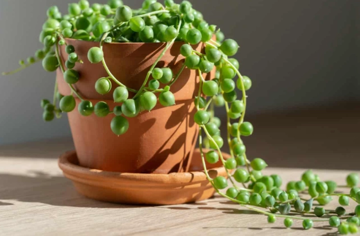 string of pearls watering