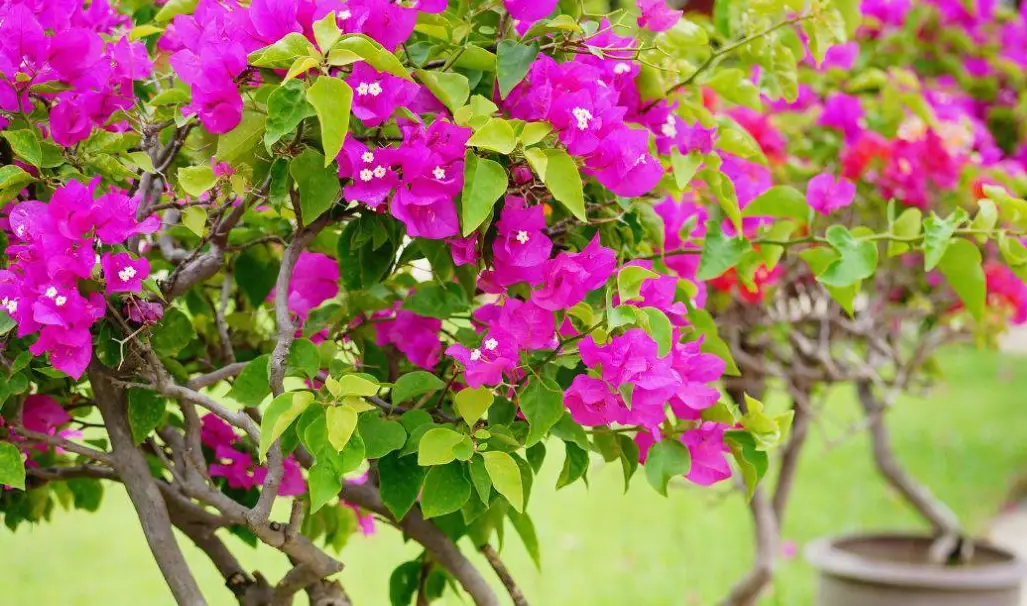 bougainvillea not blooming