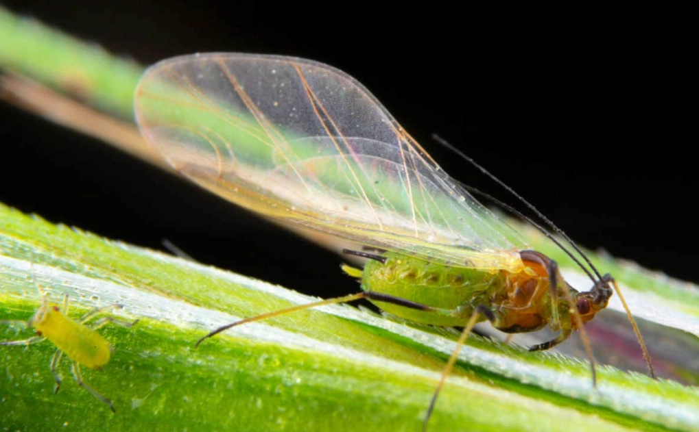 winged aphids