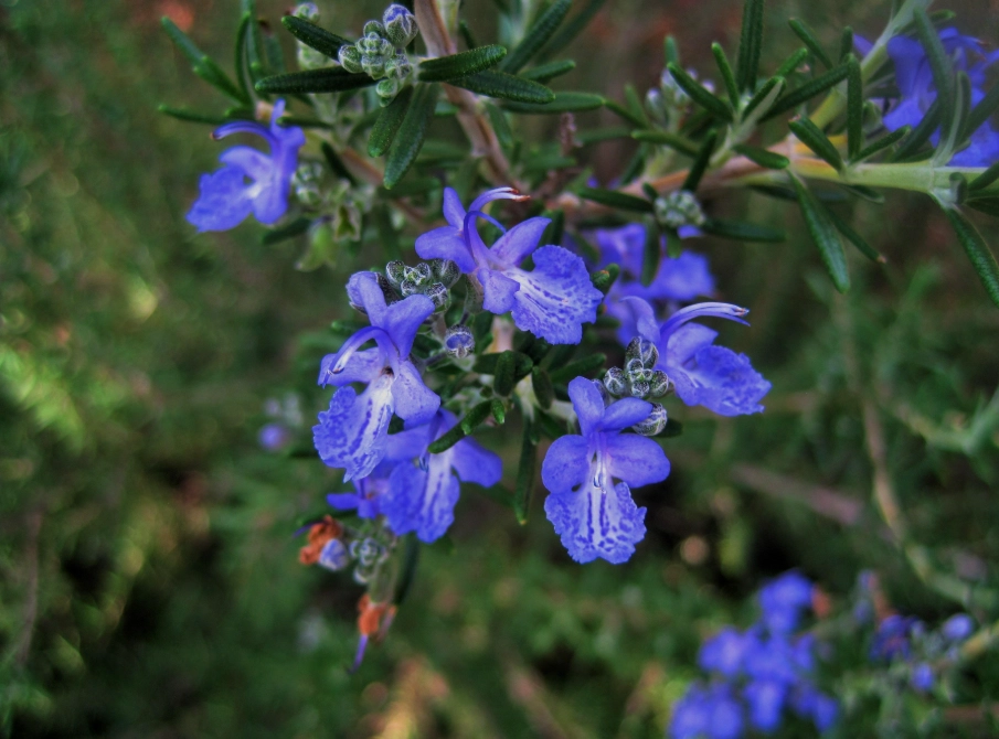 sage green vs rosemary