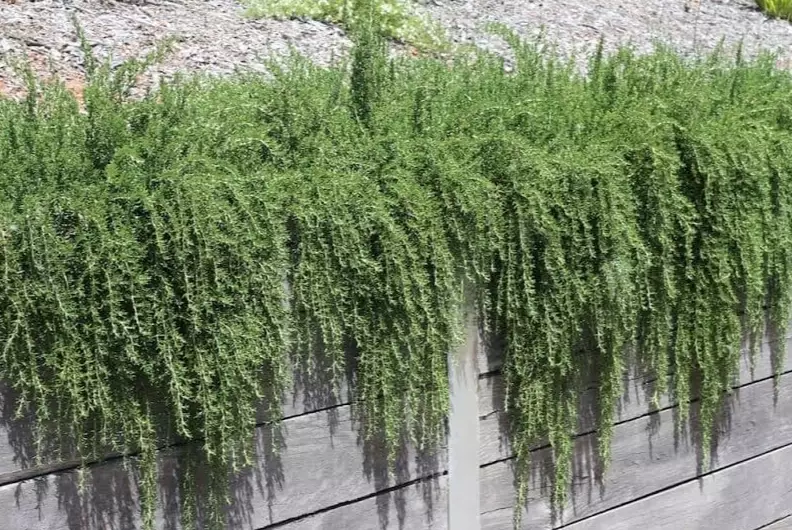 creeping rosemary