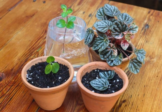 propagate peperomia in water