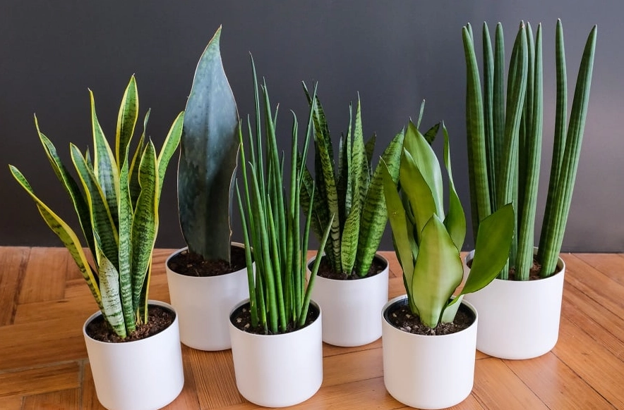 air purifying plants