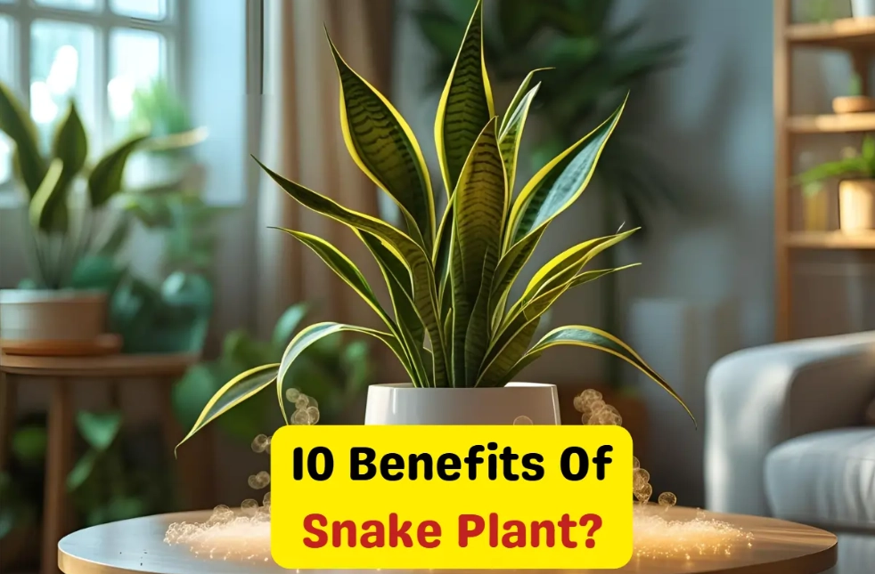 snake plant benefits