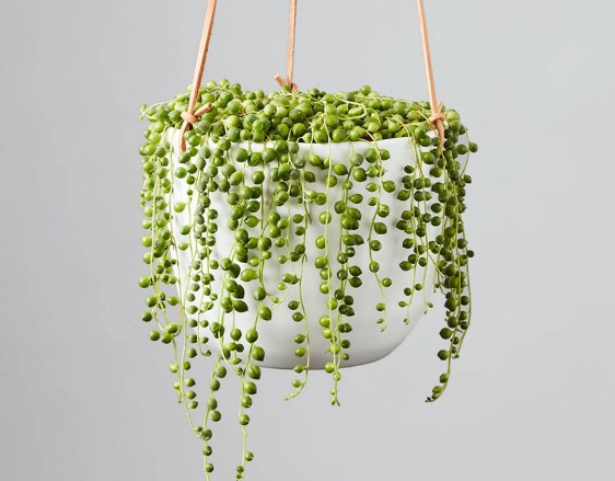string of pearls care