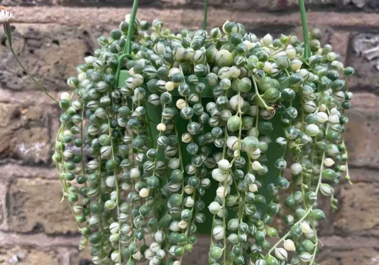 string of pearls care