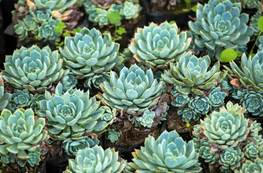 hens and chicks care