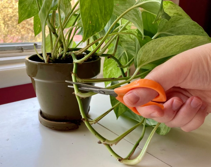pothos propagation