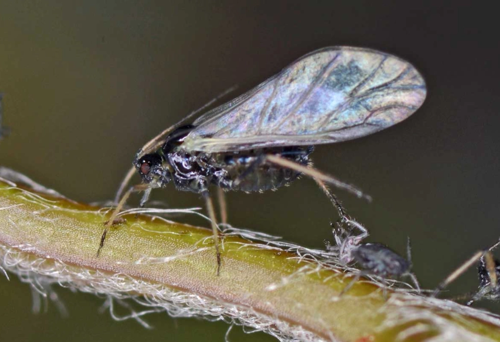 winged aphids