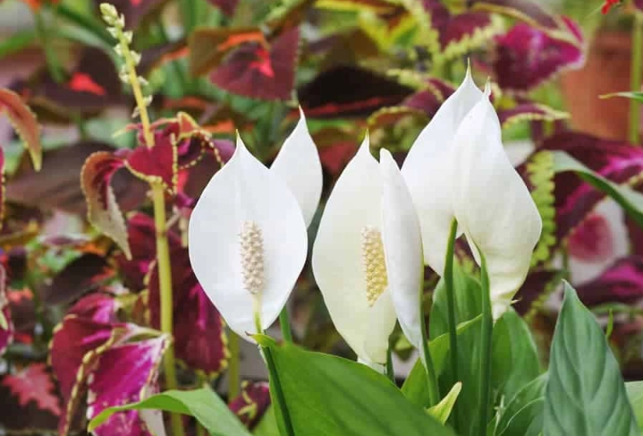 growing peace lilies outside