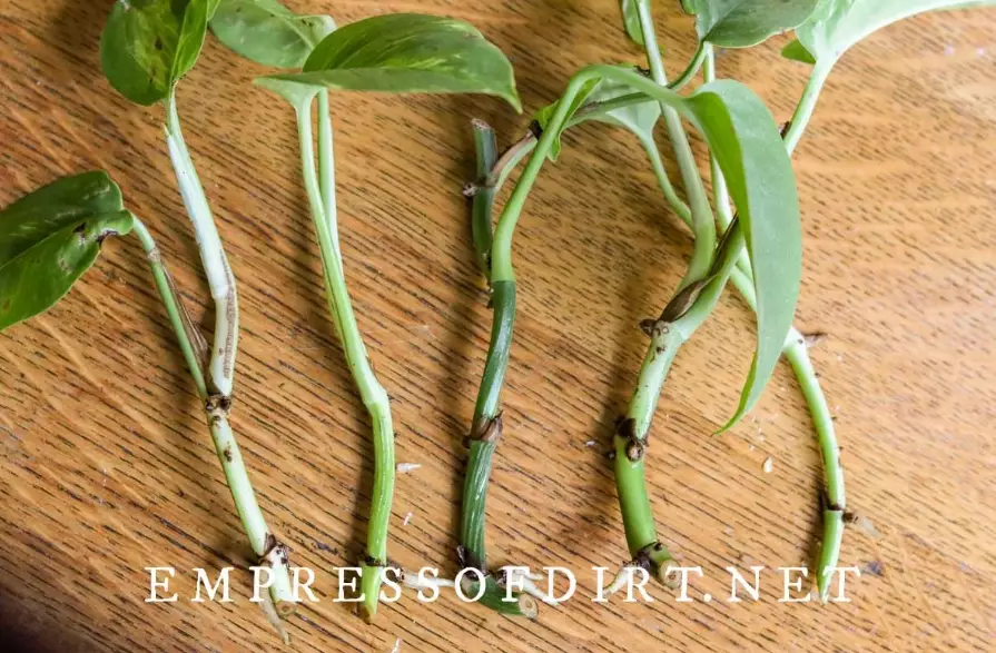 pothos propagation