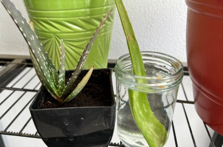 propagate aloe vera