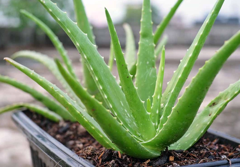 growing aloe vera indoors