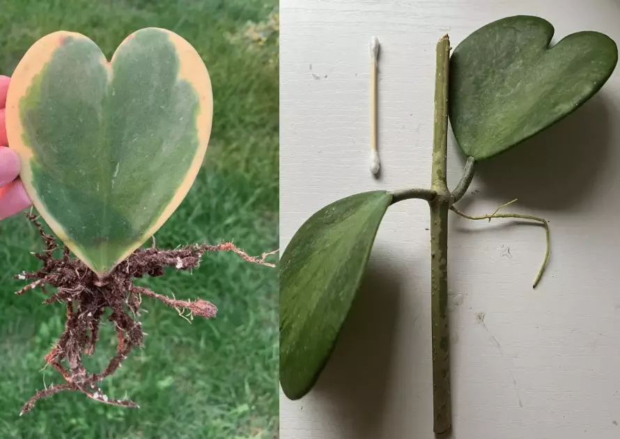 propagate hoya plant