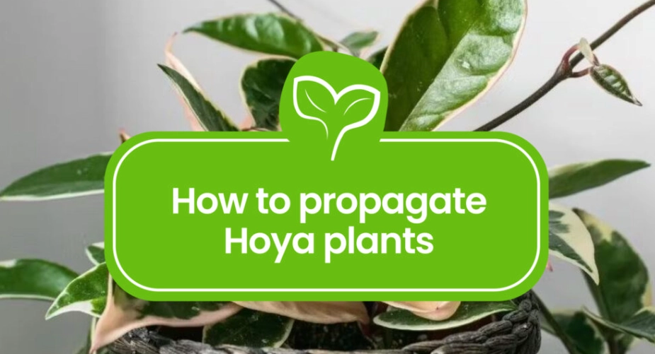 hoya propagation