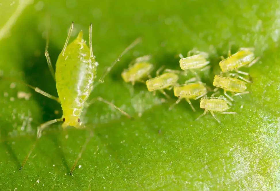 aphid life cycle