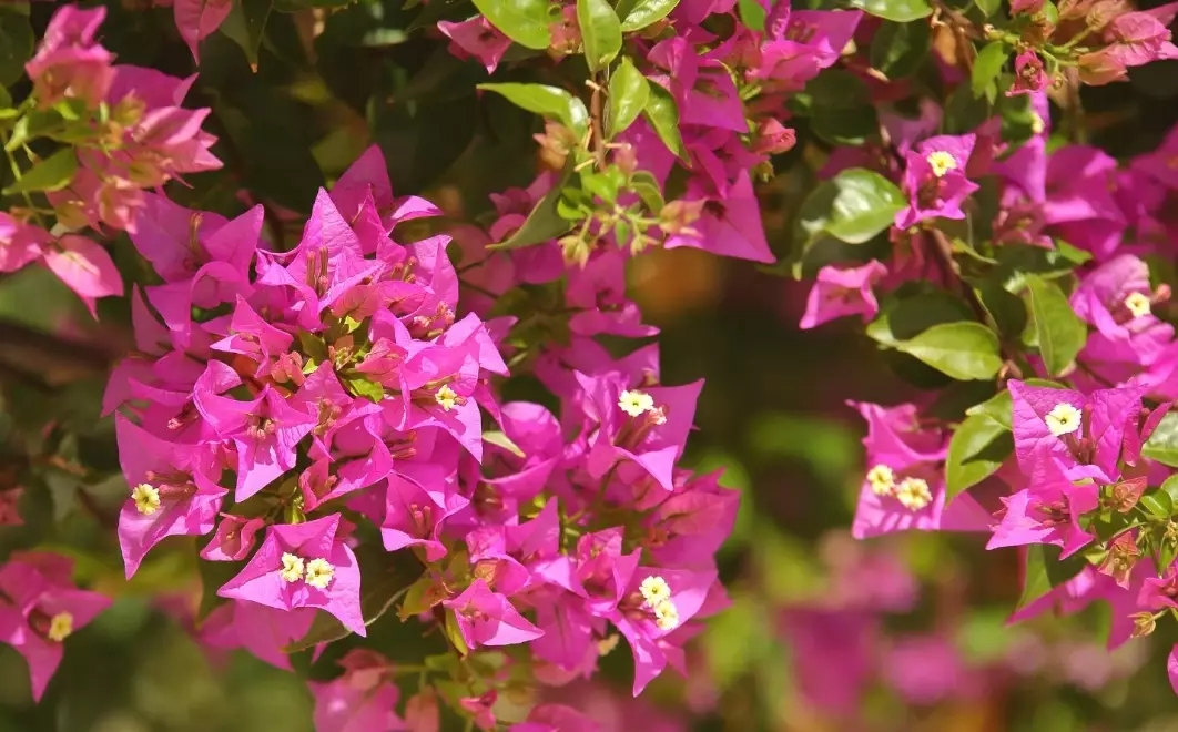 bougainvillea not blooming