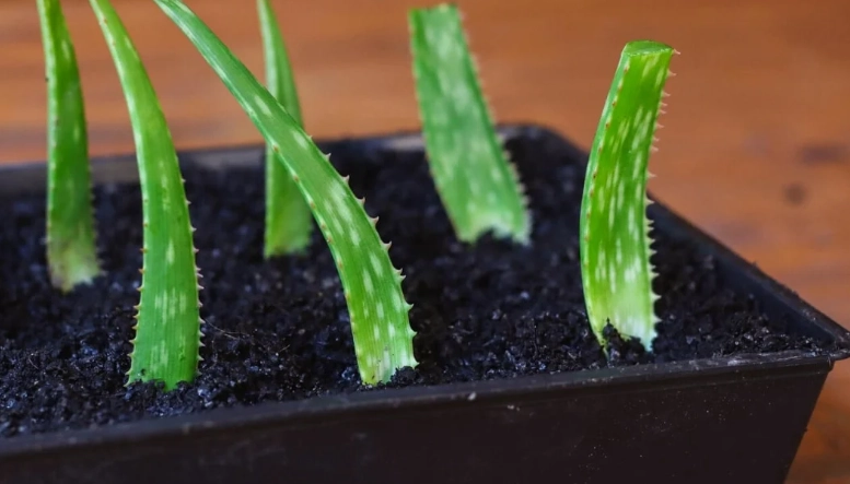 aloe plant propagation