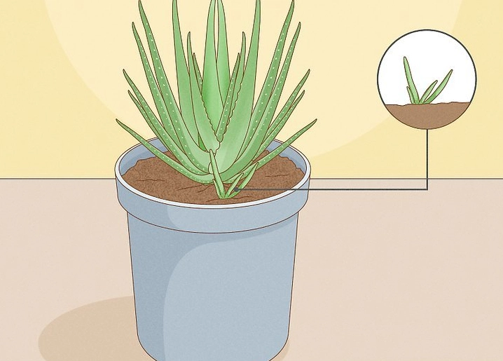 repot aloe vera plant