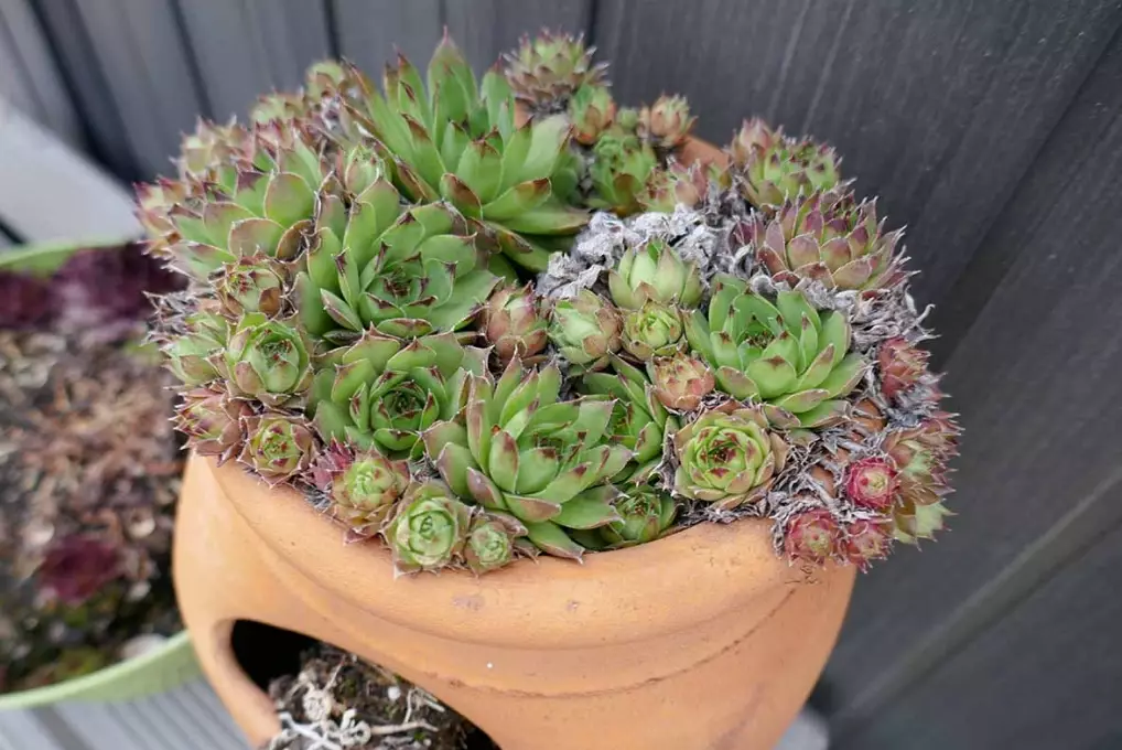 grow hens and chicks
