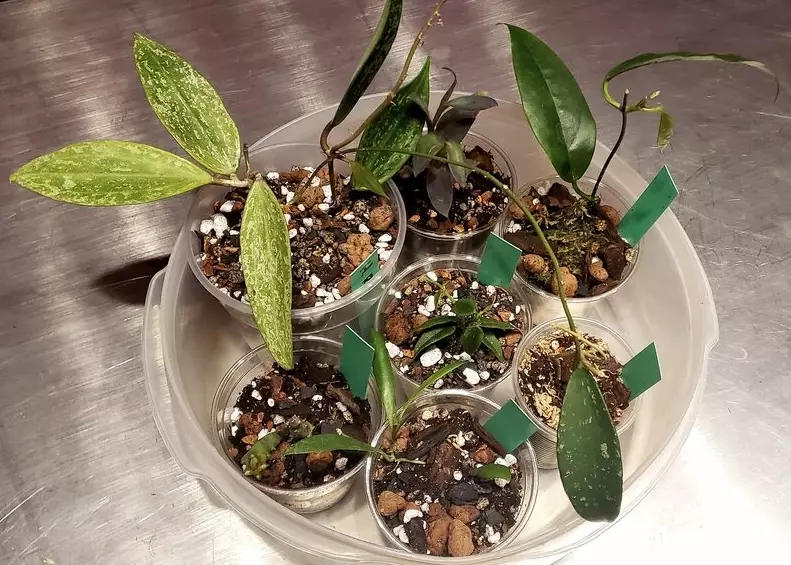 hoya cutting propagation