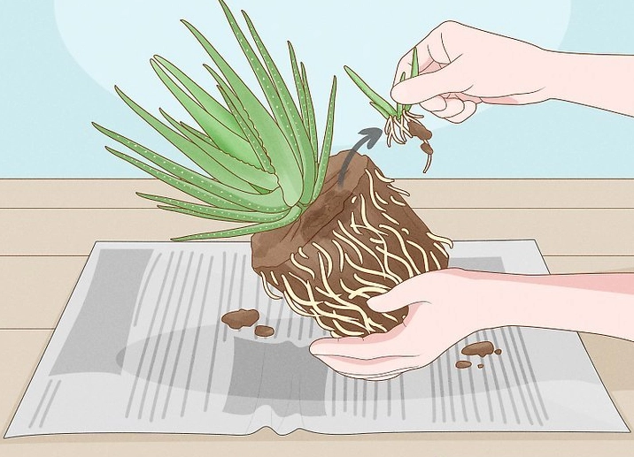 transplant aloe vera