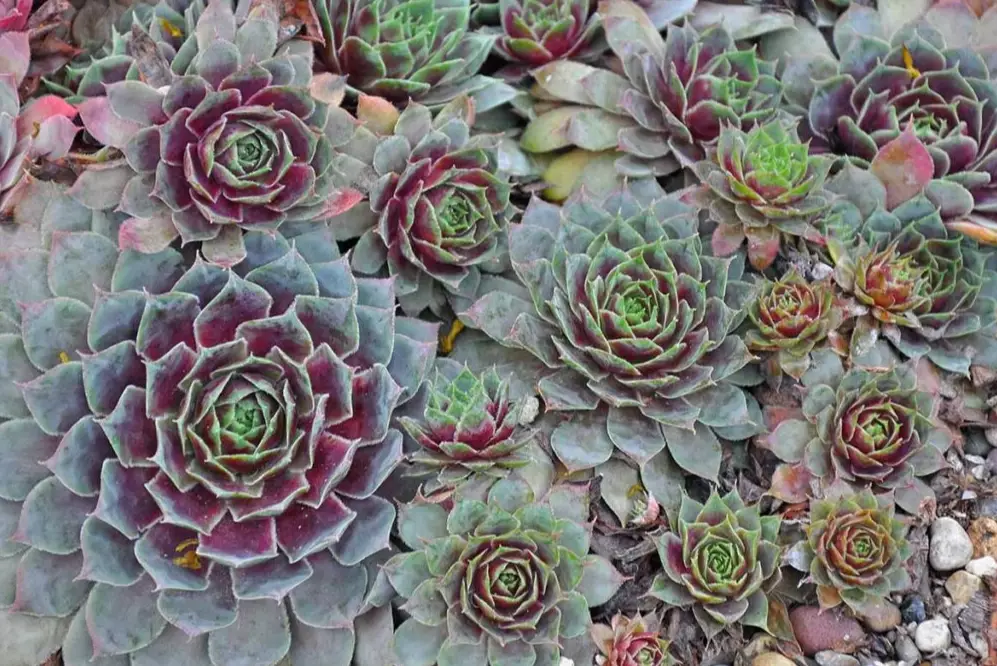 Sempervivum