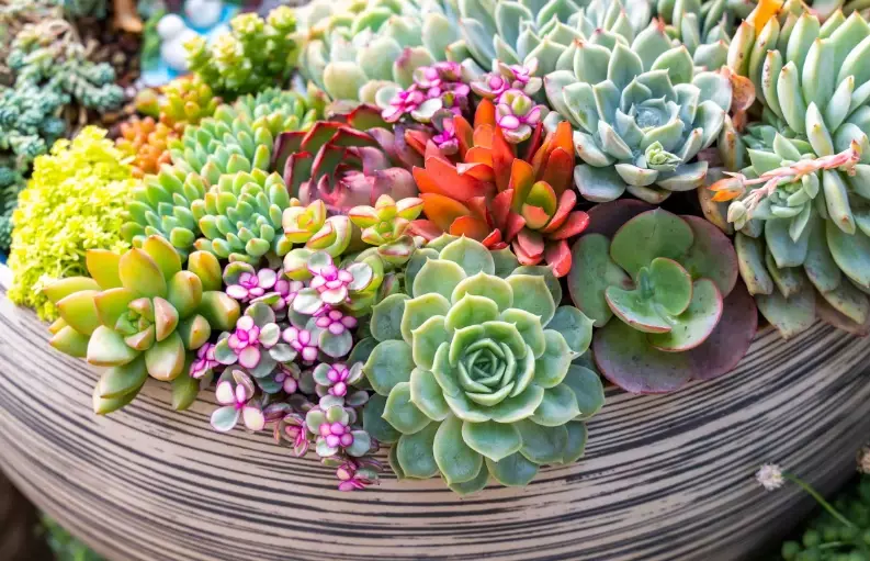 planting succulents in pots