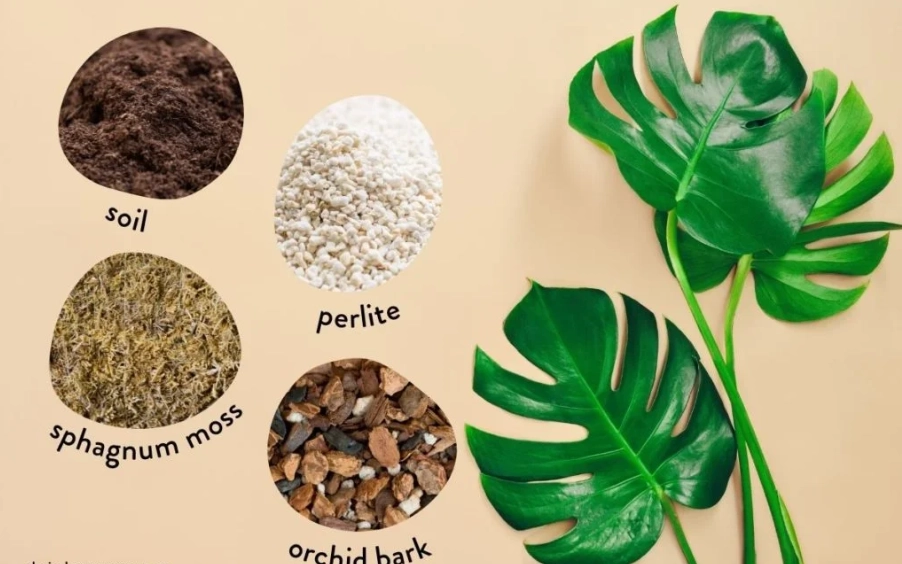 best soil for monstera