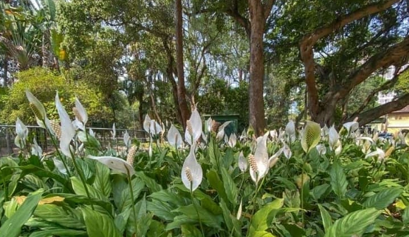 peace lily outdoor care