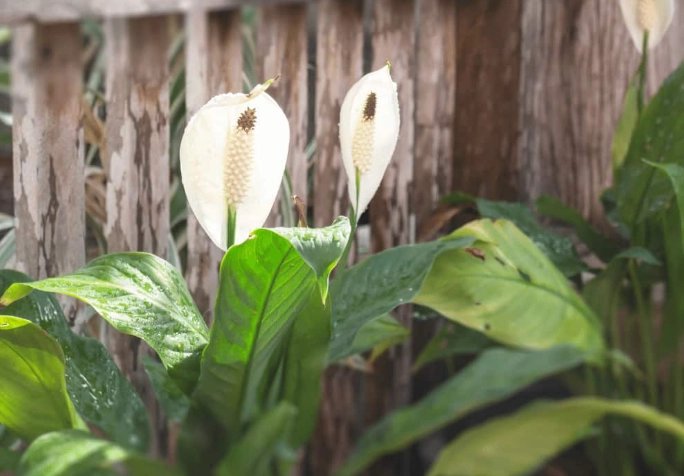 growing peace lilies outside