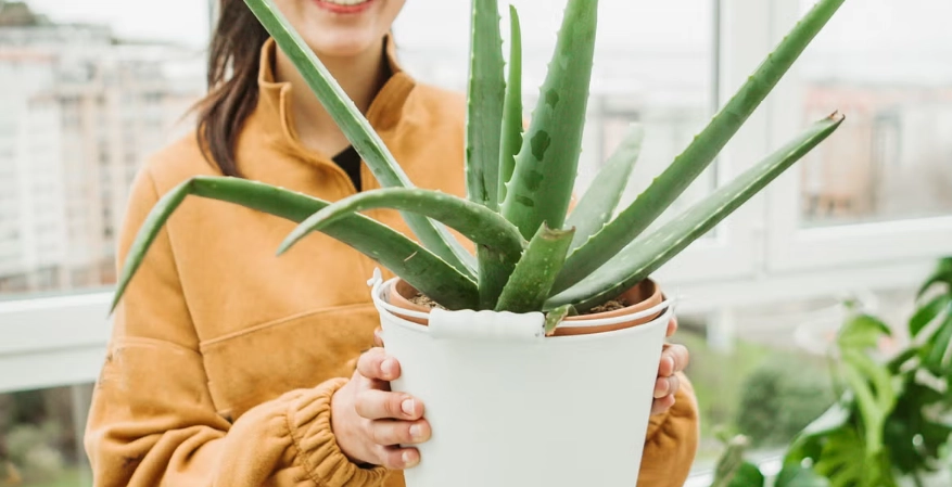 how to care for aloe plant